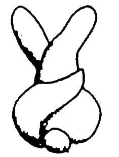 Image: Shaping Twist Bunnies.